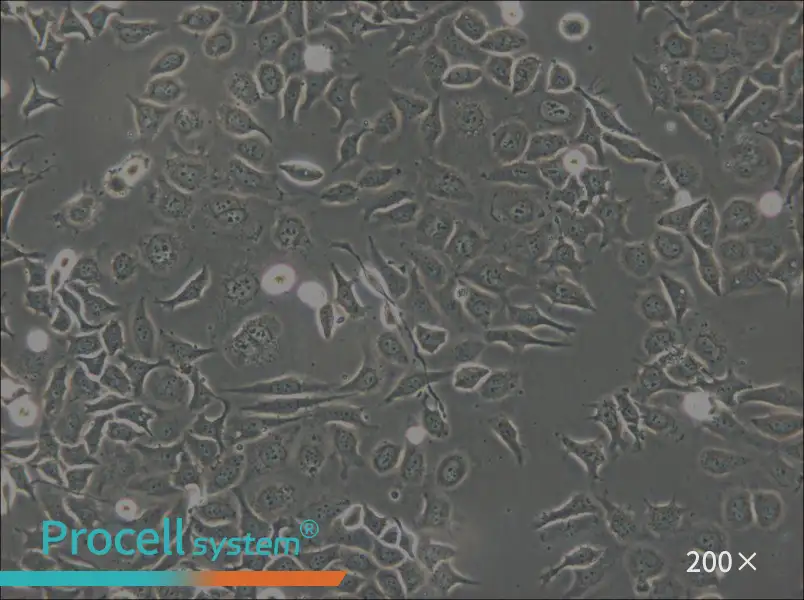 NP69SV40T Cell Complete Medium - small - 6