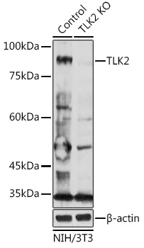 Western blot analysis of extracts from normal (control) and TLK2 antibody knockout (KO) NIH/3T3 cells, using TLK2 antibody at 1:500 dilution.