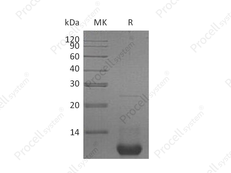 CXCL2/MIP-2 /GRO-&beta;, Mouse, Recombinant