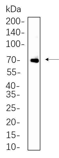Recombinant ZAP-70 Monoclonal Antibody-searchlist-1