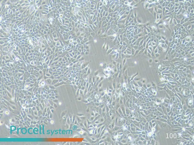 Eca-109 Cell Complete MediumEca-109 Cell Complete Medium - 2