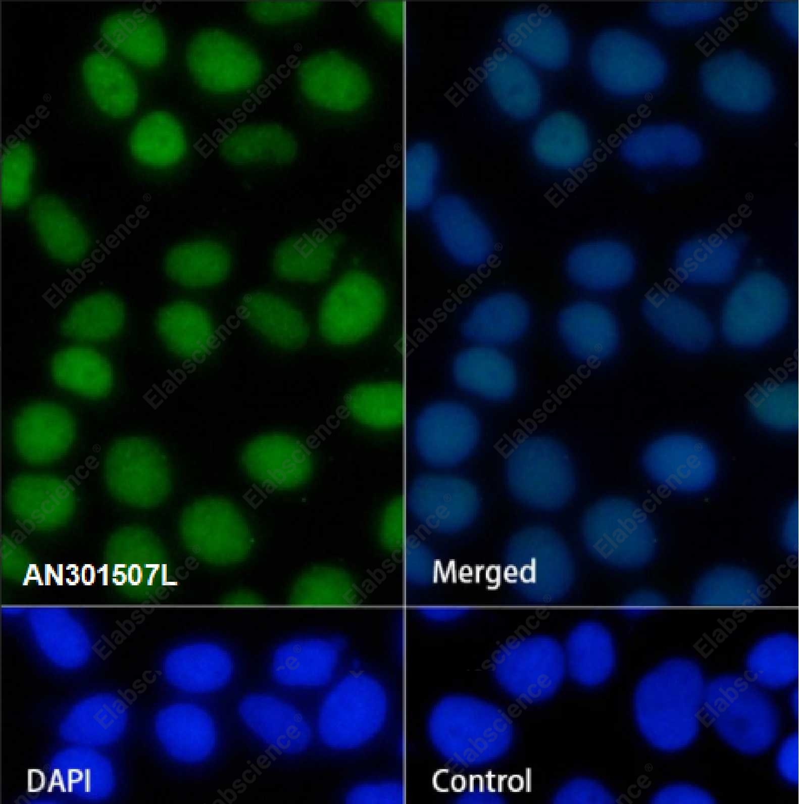 Recombinant DPEP1 Monoclonal Antibody - 2