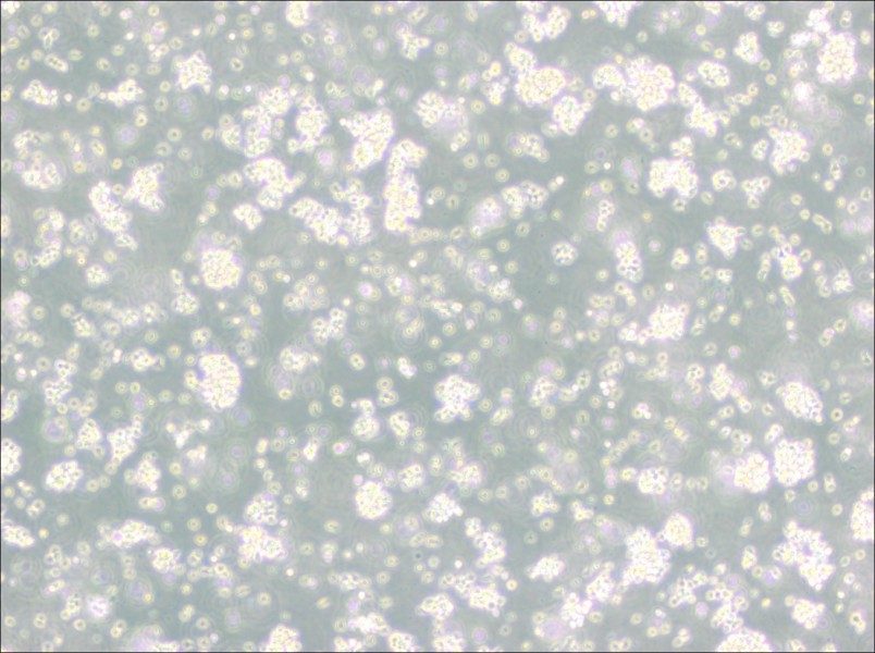 Reh Cell Complete Medium - 3