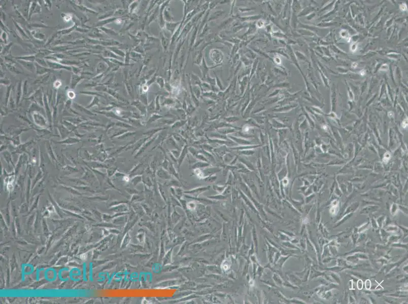 CRFK Cell Complete Medium - 1
