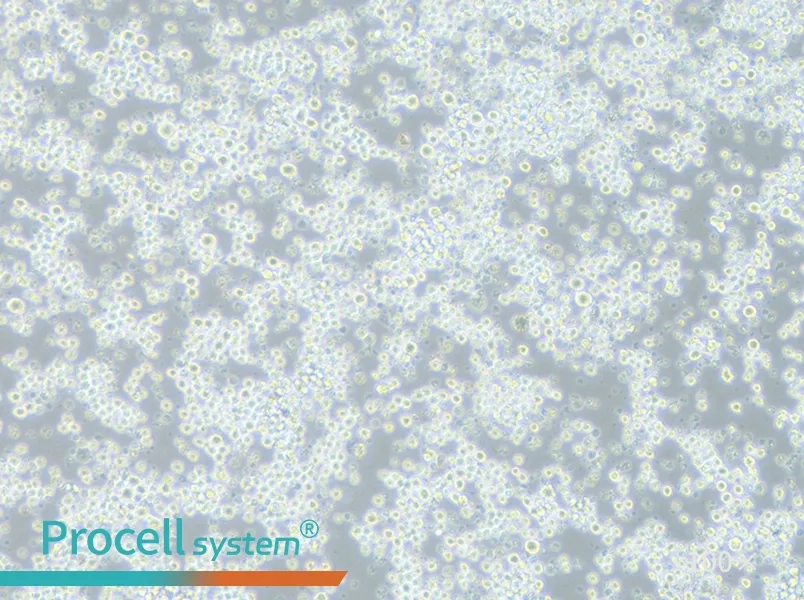 P3X63Ag8.653 Cell Complete MediumP3X63Ag8.653 Cell Complete Medium - 3