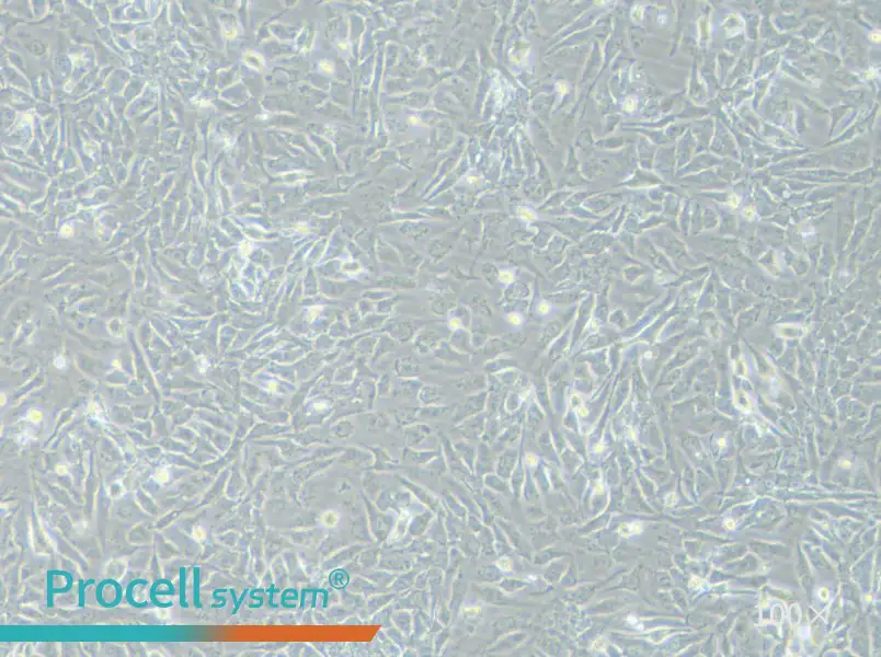 NCI-H2009 Cell Complete Medium - 1