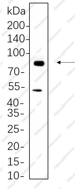 Recombinant RSK2 Monoclonal Antibody - 1