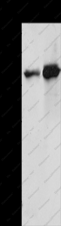 MSN Polyclonal Antibody - 1