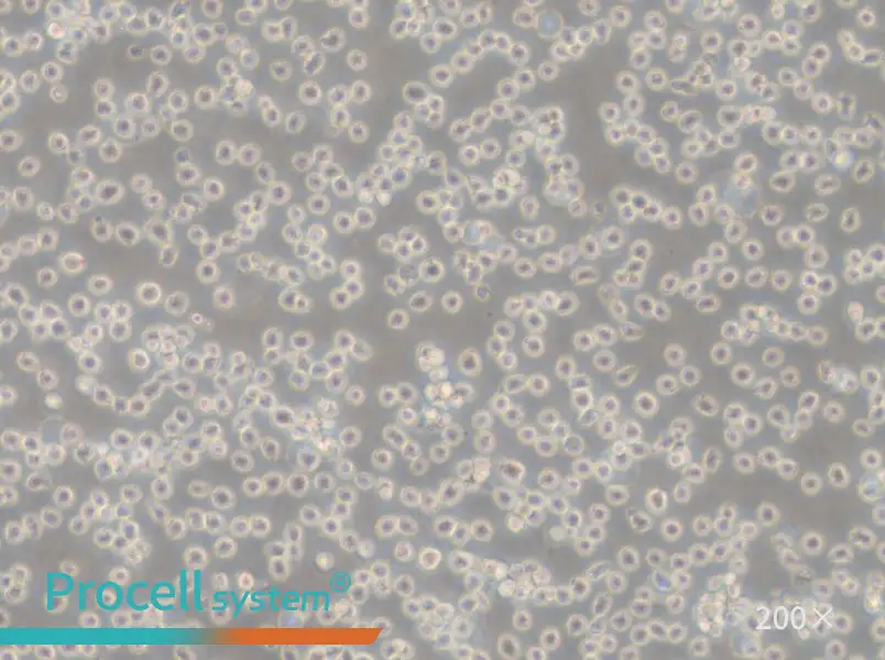 NALM-6 Cell Complete Medium - 4