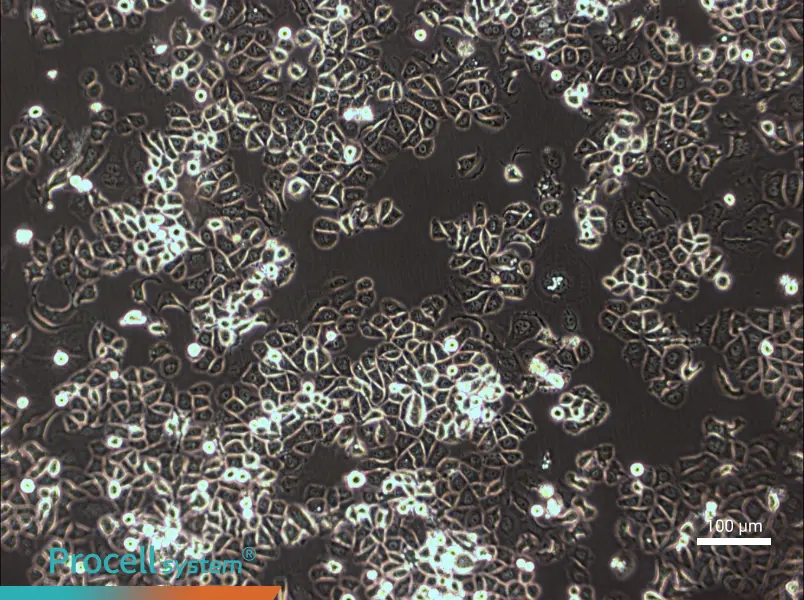 AU565 Cell Complete Medium - 3