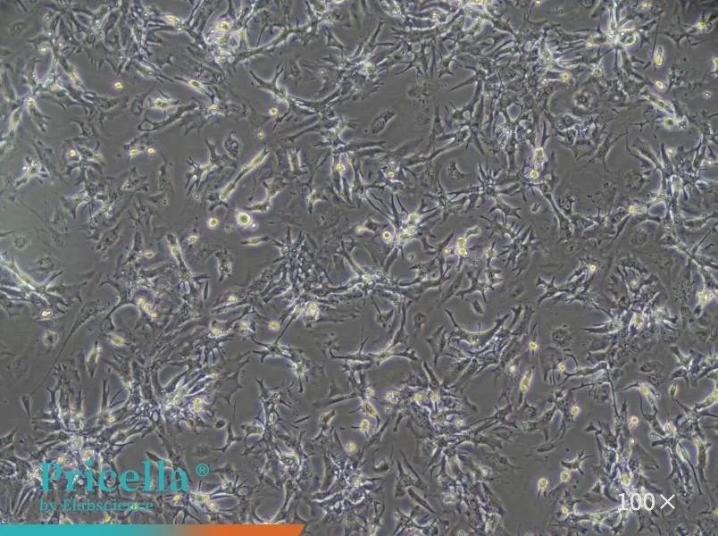 Rat Cardiomyocytes Isolation and Culture Kit - small - 2