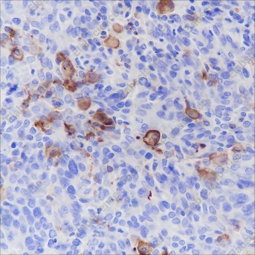 Recombinant CD16a Monoclonal Antibody - 4