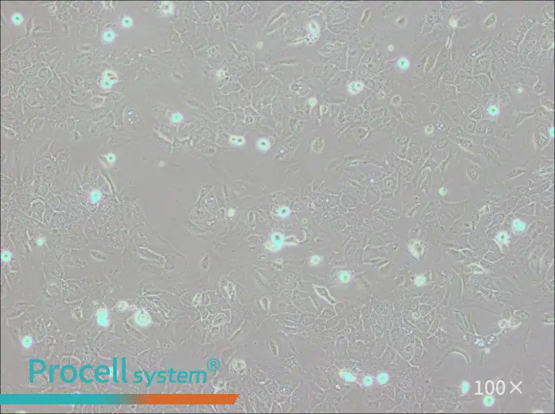 SCC-9 [SCC 9; SCC9] Cell Complete Medium - 2
