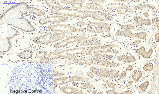 Immunohistochemistry of paraffin-embedded Human stomach tissue using Lamin B1 Polyclonal Antibody at dilution of 1:200.