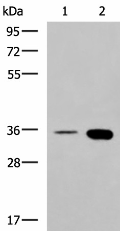 Western blot analysis of HepG2 cell and Mouse brain tissue lysates  using MAF Polyclonal Antibody at dilution of 1:550