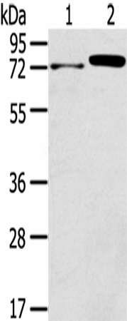 Western Blot analysis of Mouse muscle tissue and Hela cells using TNIP1 Polyclonal Antibody at dilution of 1/400