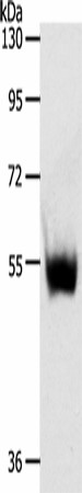 Western blot analysis of Mouse thymus tissue  using SLC30A6 Polyclonal Antibody at dilution of 1:223