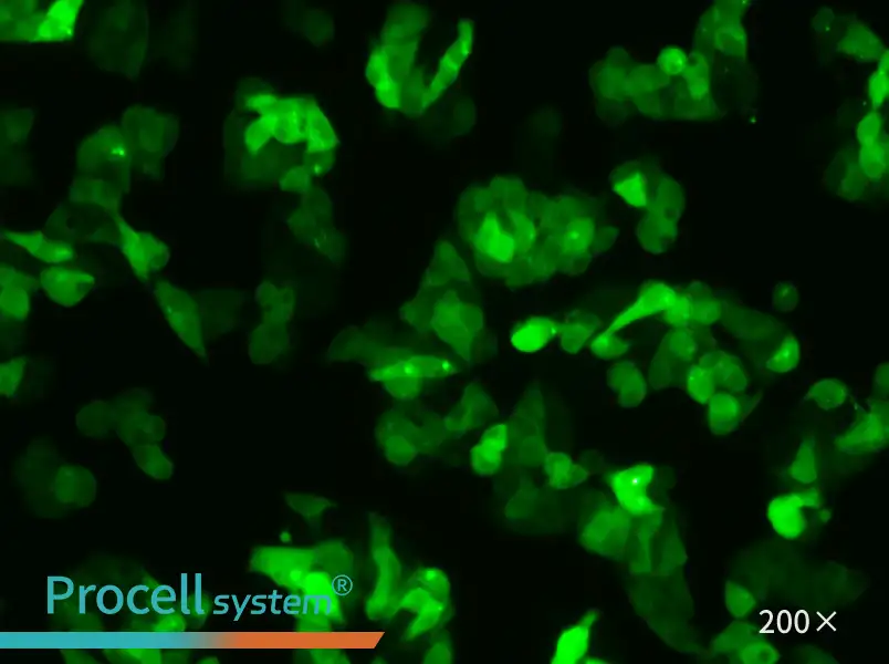 Hep G2-GFP - 6