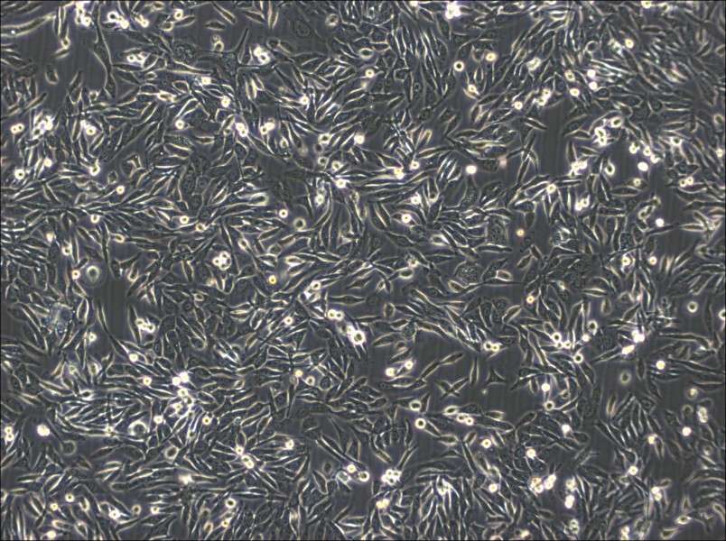 NUGC-3 Cell Complete MediumNUGC-3 Cell Complete Medium - 3