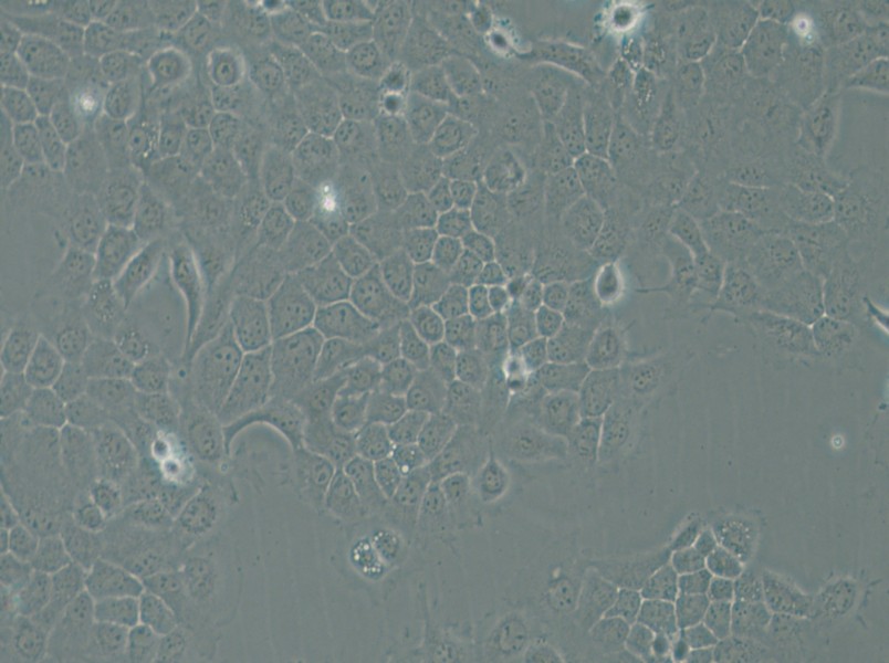 A-253 Cell Complete Medium - small - 6