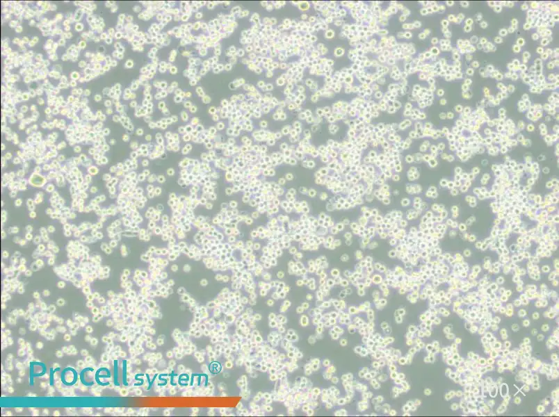 MR1 Cell Complete MediumMR1 Cell Complete Medium - 3