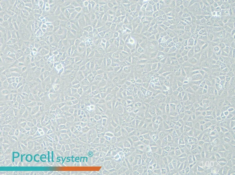 BRL 3A Cell Complete Medium - 2