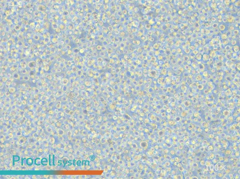 S-180 Cell Complete Medium - 3