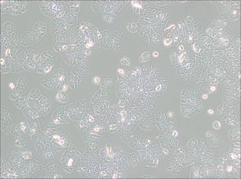 NCI-H1437 Cell Complete Medium-searchlist-1