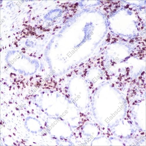 Recombinant CD2 Monoclonal Antibody - 1