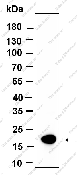 Recombinant Histone H3 (Mono Methyl Lys9) Monoclonal Antibody - 1