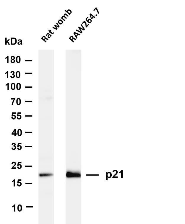 Recombinant p21 Monoclonal Antibody-searchlist-1