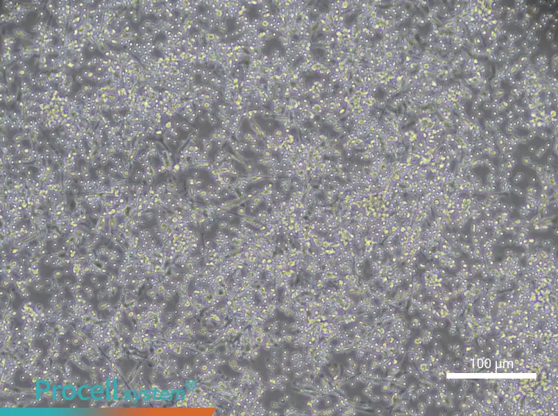 Human Peripheral Blood Immature Dendritic Cell Complete Medium - 1