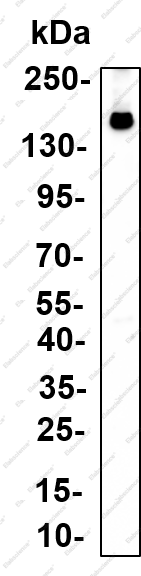 Recombinant TLR8 Monoclonal Antibody - 1