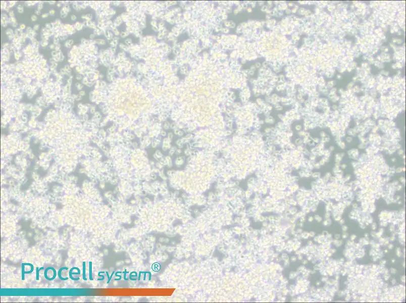 EL-4-B5 Cell Complete Medium - 2