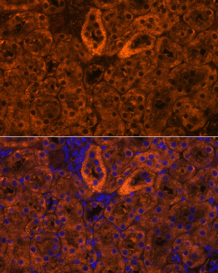 Immunofluorescence analysis of Mouse kidney using SCNN1G Polyclonal Antibody at dilution of 1:100. Blue: DAPI for nuclear staining.