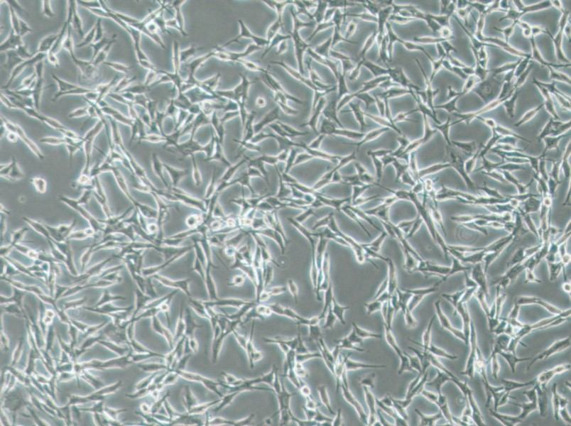 WM115 Cell Complete Medium-searchlist-1