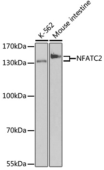 Western blot analysis of extracts of various cell lines using NFATC2 Polyclonal Antibody at dilution of 1:500.