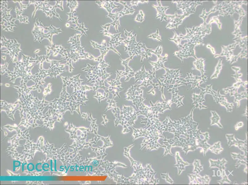 293T/17 Cell Complete Medium - 3