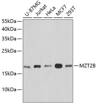 Western blot analysis of extracts of various cell lines using MZT2B Polyclonal Antibody at dilution of 1:1000.