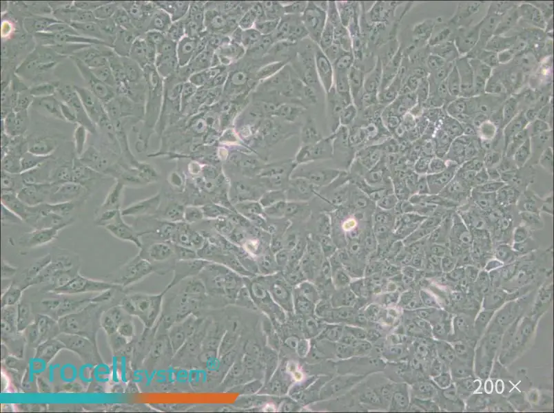 MCF 10A Cell Complete Medium - small - 4