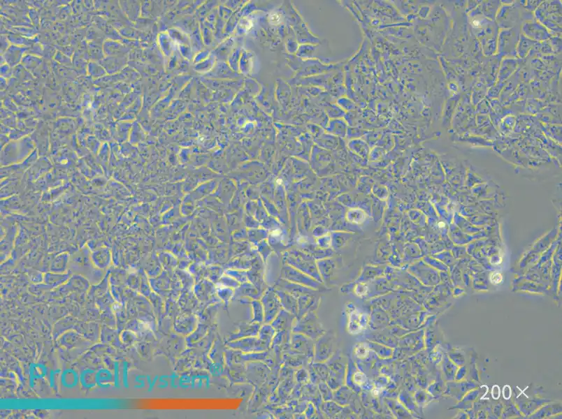 HCT-15 Cell Complete Medium - small - 4