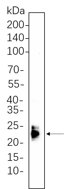 Recombinant ASC Monoclonal Antibody-searchlist-1
