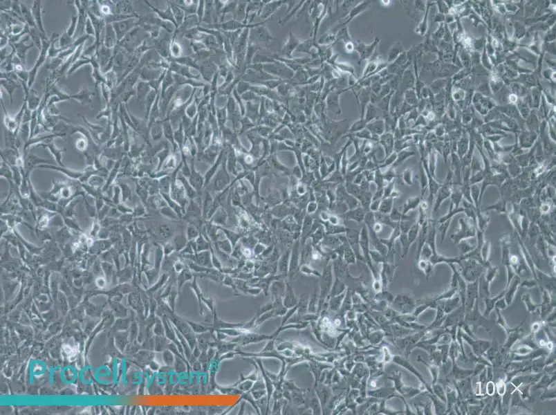 WPMY-1 Cell Complete MediumWPMY-1 Cell Complete Medium - 2