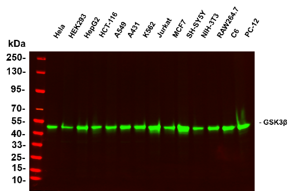 Recombinant GSK3β Monoclonal Antibody-searchlist-1