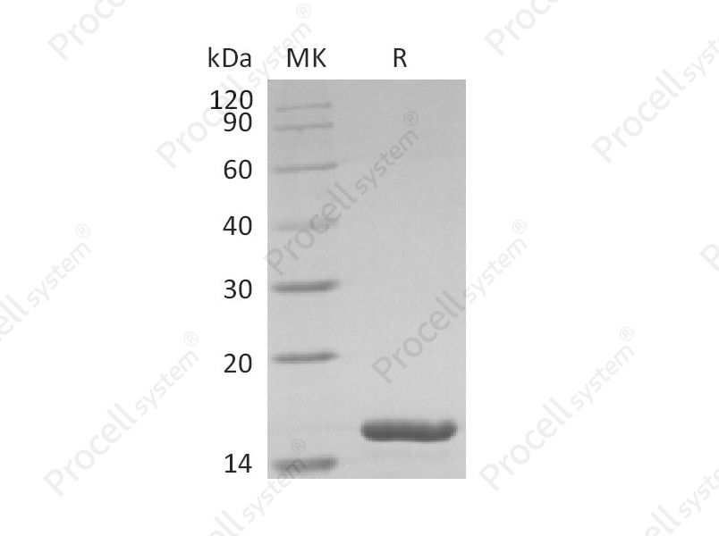 IL-36&alpha;, Human, Recombinant