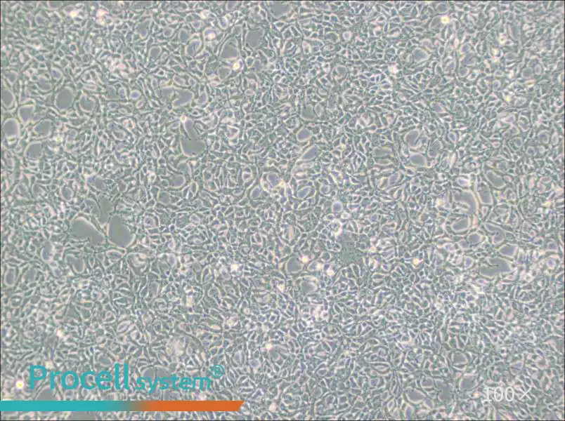 293 [HEK-293] Cell Complete Medium - 1
