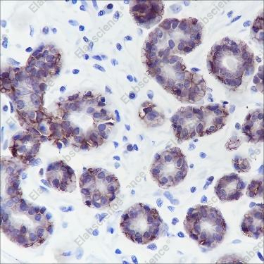 Recombinant TROP2 Monoclonal Antibody - 2