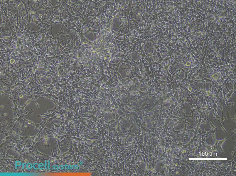 Mouse Astrocyte Complete Medium - 3
