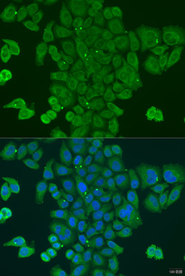 Immunofluorescence analysis of U2OS cells using DPM1 Polyclonal Antibody at dilution of  1:100. Blue: DAPI for nuclear staining.