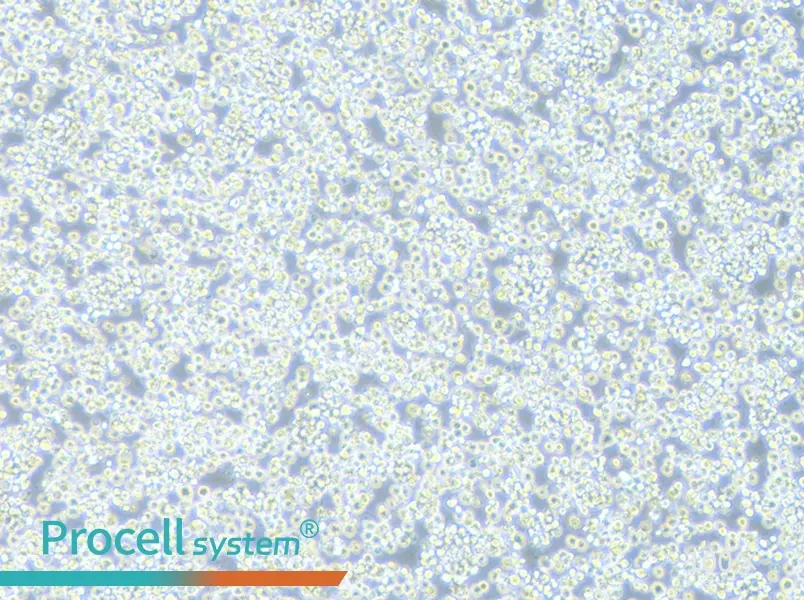 H22 Cell Complete Medium - 1